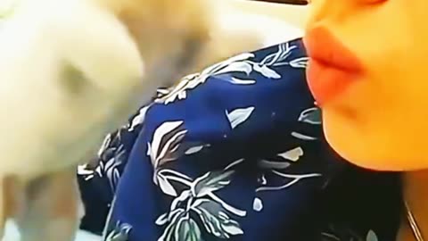 Cats Funny Meme Video