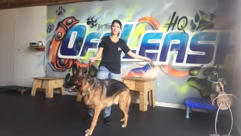 German Shepherd Training Virginia
