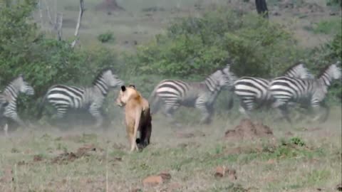 Pride of lions hunt down a zebra | very dramatic