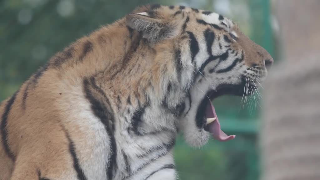 The Year of the Tiger is the year of the Tiger