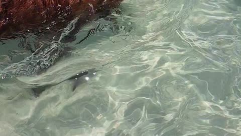 Swimming with pigs in bahamas
