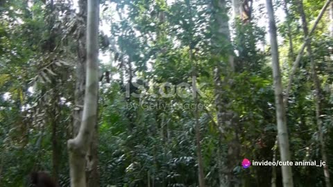 Orangutan Odyssey: Discovering the Red Apes of Borneo