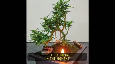 A Budding Trend: Growing Cannabis Bonsai Trees