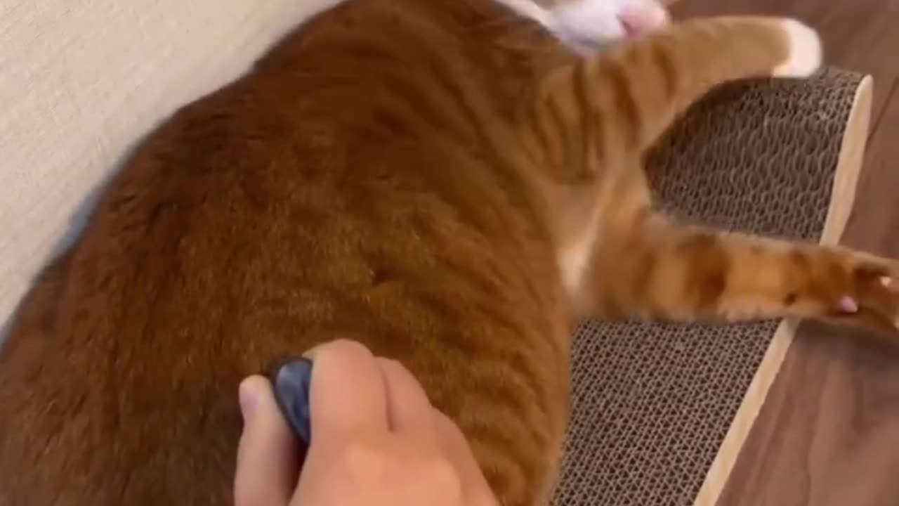funny Videos