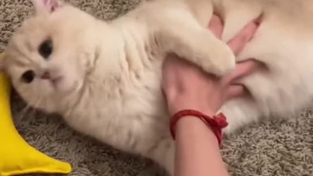Hear these meow before?😹😹 #cat