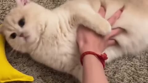 Hear these meow before?😹😹 #cat