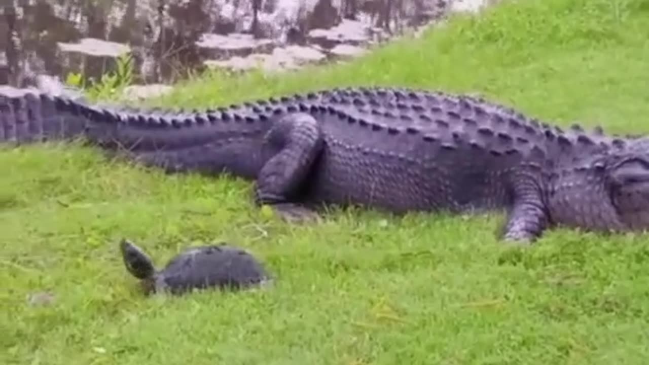 Que es más fuerte los dientes o el caparazón