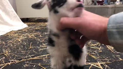 Baby goat making the cutest noise