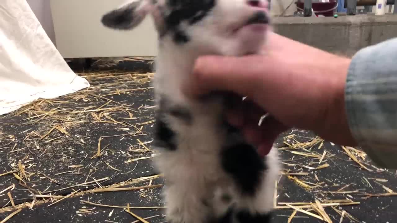 Baby goat making the cutest noise