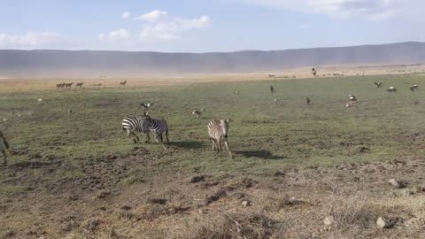 Zebra Battle at Ngorongoro Crater