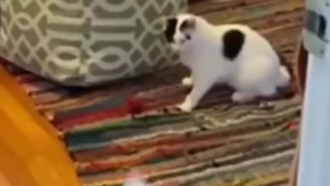 Funny Animal Videos 2023 #shorts 😺🐶 | XENOLAM