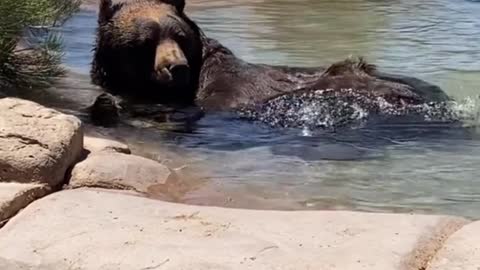 Brown bear really knows how to enjoy it!