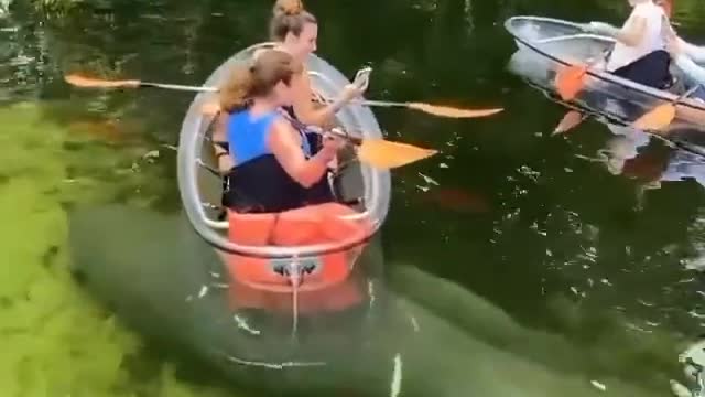 Here is this fish