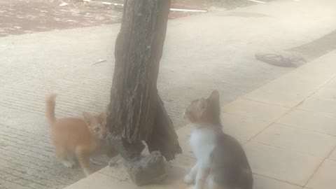 Dua anak kucing bermain
