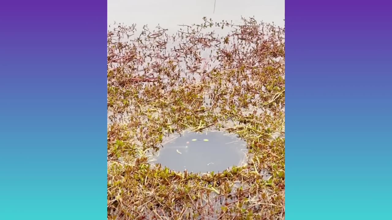 Satisfying Enjoying and Relaxation Video