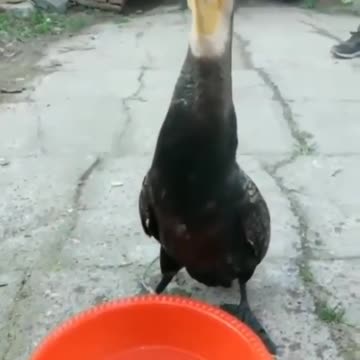 Wildlife animal top video knowledge 1j