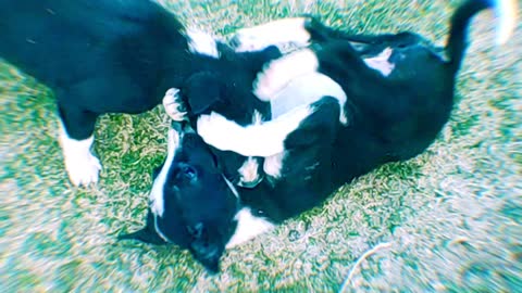 Dogs & Puppies : Dogs viralvideo training
