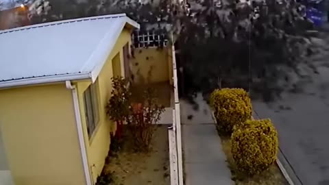 Yellow Headed Birds rain from sky in MEXICO