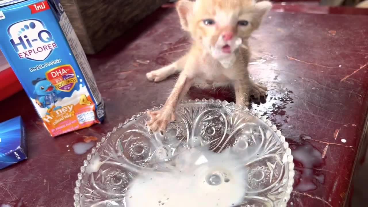 When the kitten is hungry