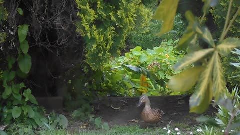 50) Little Black Gumboots...