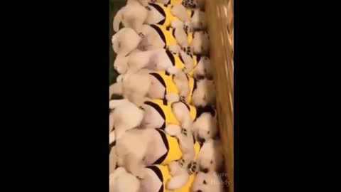 Dogs Wake Up at The Same Time