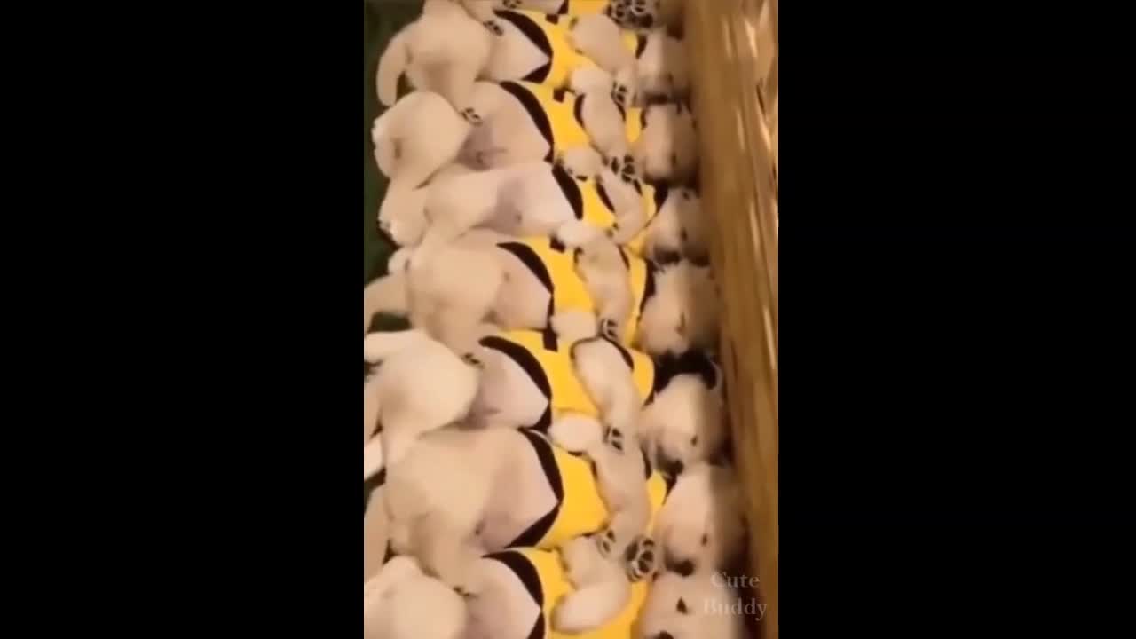 Dogs Wake Up at The Same Time