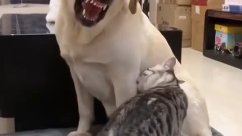 Cute cats funny animals video 😂🐈🐈🐈