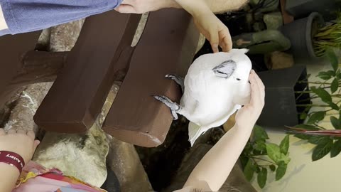 Boy gets Bit by Cockatoo