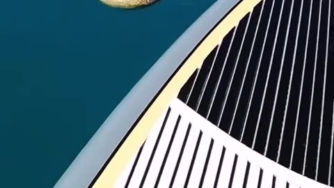 Venomous Sea Snake Encounter