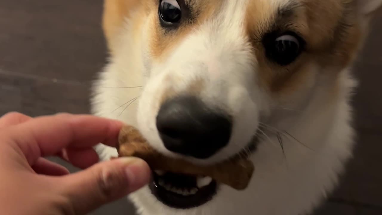 My Corgis reaction to getting his first dental treat! 🐶❤️