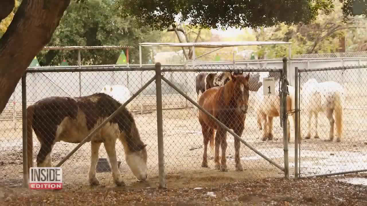 74-Year-Old Pony Ride Operation
