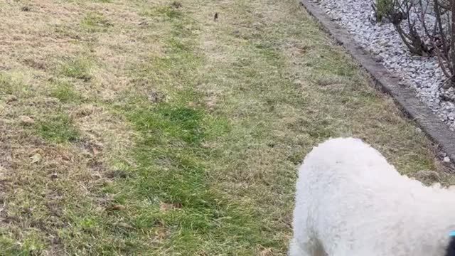 Baby Valais Blacknose Sheep Bouncing into Springtime