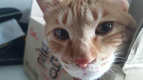 A cute cat lying in a box2