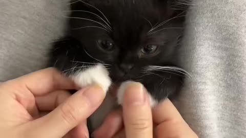 Funny Little Cat 🐾🐈