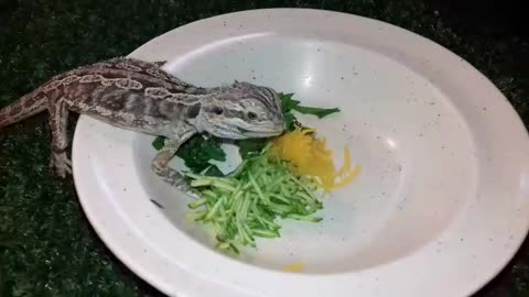 Teaching Baby Bearded Dragon To Eat Salad!