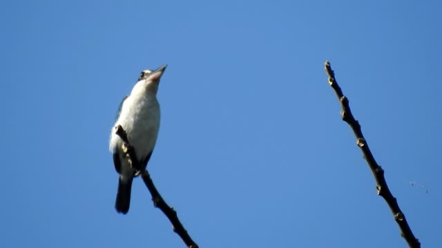 Sumatran Bird. Relax Music.