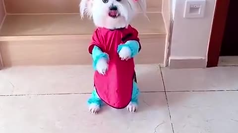 Cute and Funny Dog Videos to Keep You Smiling! 🐱