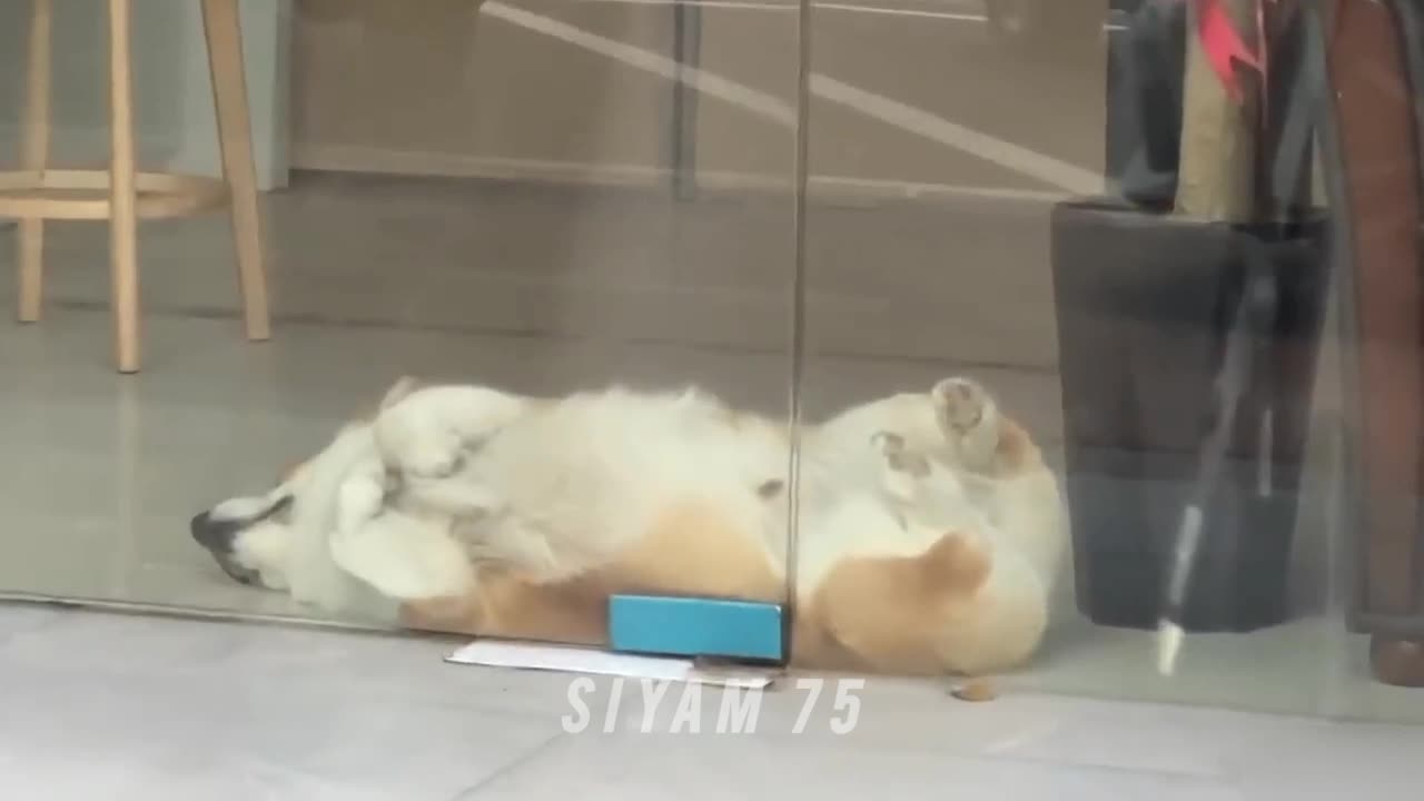 Funny dogs and cats animal video🐶🐱🐈🐩 4K HD video