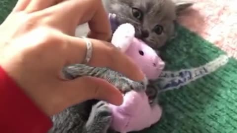 Funniest & Cutest Labrador cat #1 - Funny cat Videos 2020