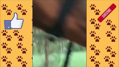 😂 🐴 😂 🐎 CUTE AND FUNNY HORSE ! FUNNY ANIMALS ! TRY NOT TO LAUGH !!!!