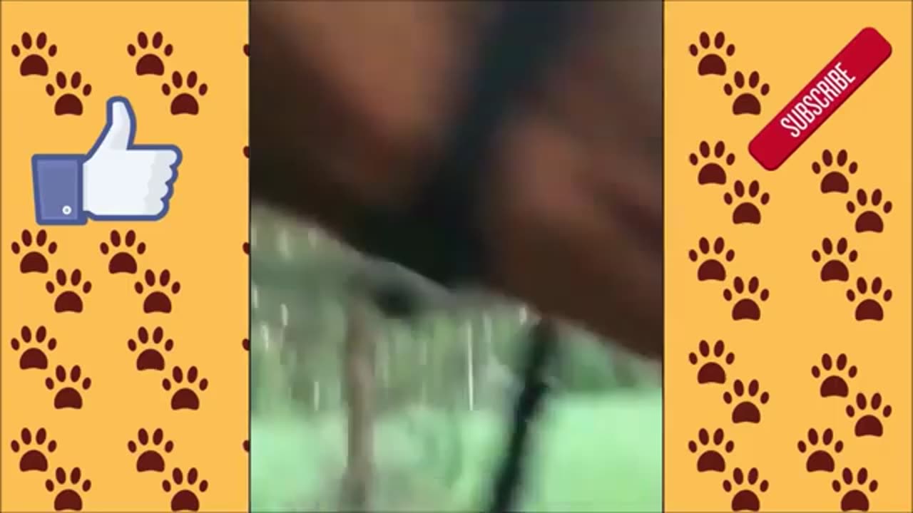 😂 🐴 😂 🐎 CUTE AND FUNNY HORSE ! FUNNY ANIMALS ! TRY NOT TO LAUGH !!!!