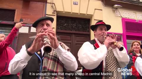 Sheep take over Madrid's streets as they head for winter pastures