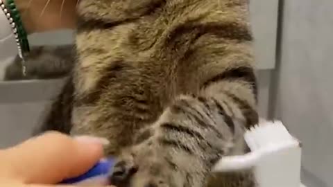 Funny animals - Funny cats and dogs - Funny animal videos 2023--(720P_HD)