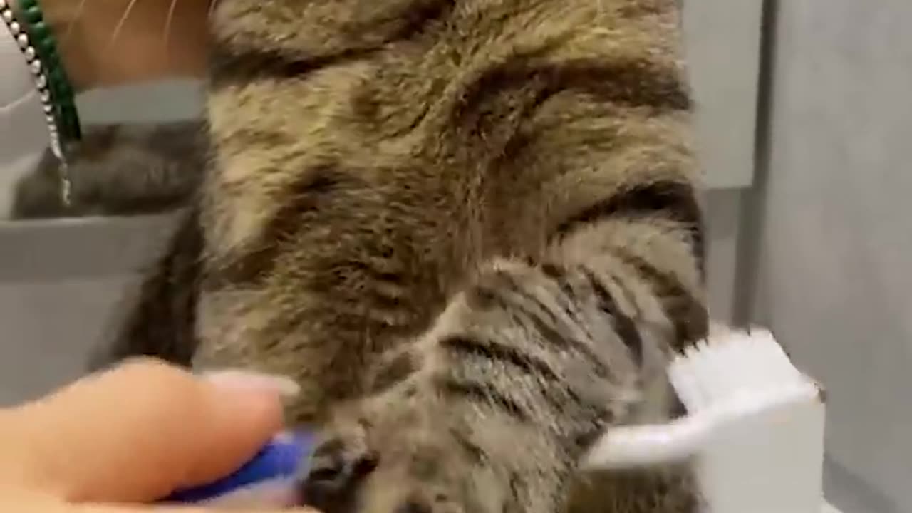 Funny animals - Funny cats and dogs - Funny animal videos 2023--(720P_HD)