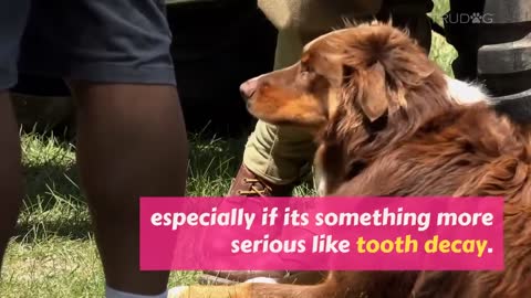 7 Things Giving Your Dog Bad Breath