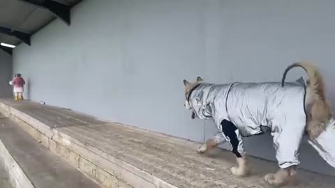 Adorable Baby Girl Walks Her Dog! Phil Got A Coat For His Alopecia!! (So Cute!)