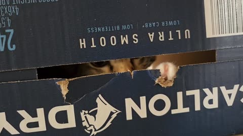 Kittenmoment