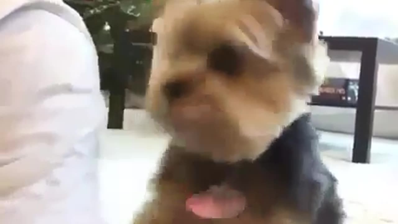 🤣🤣 Laughing Out Loud with Animals 🐶🐱🐰🐦🐸 #3