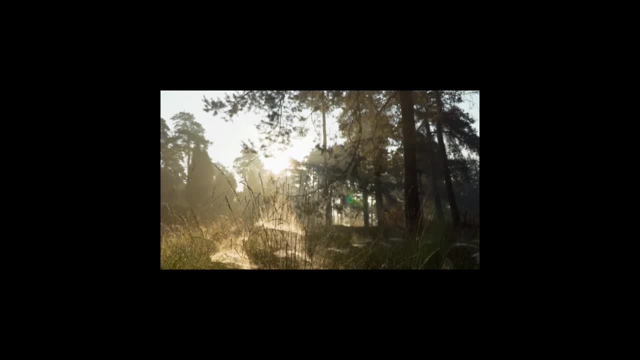 Footage of nature |Natural HD Landscape Videos