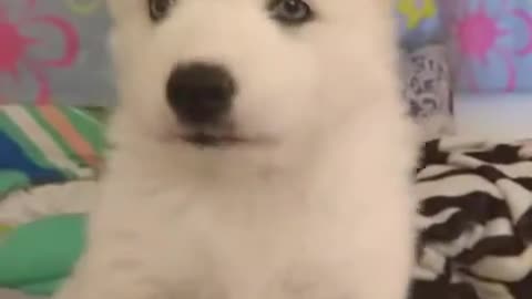 hermosa loba husky